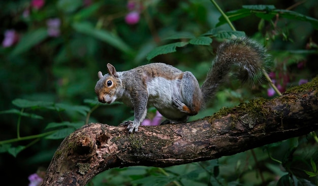 Grey squirrel on a log in the woods