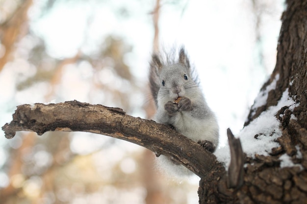 Grey Squirrel sits on a branch and eating a nut Winter forest