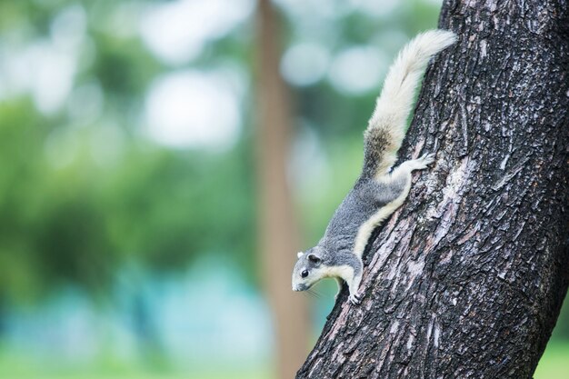 A Grey Squirrel