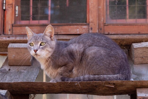 Photo grey striped beautiful cat sitting on wood board