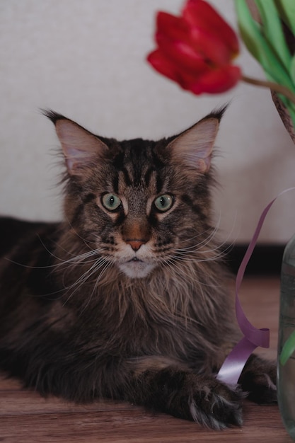 Grey striped large Maine coon and bouquet of tulips