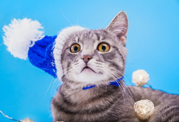 Grey tabby cat wears Santa's hat on blue background covered with garland.