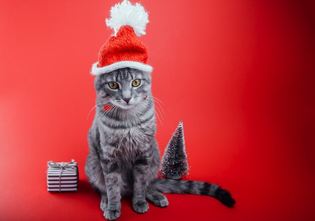 Grey tabby cat wears Santa's hat on red background by gift box and Christmas tree. Christmas and New year concept. Space