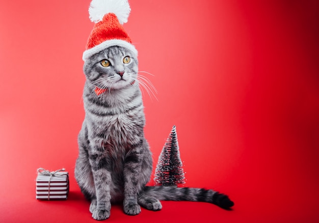 Grey tabby cat wears Santa's hat on red background.