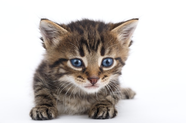 Grey tabby kitten lies on a white background