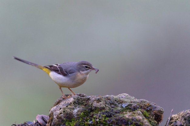 Grey wagtail (Motacilla cinerea) Malaga, Spain