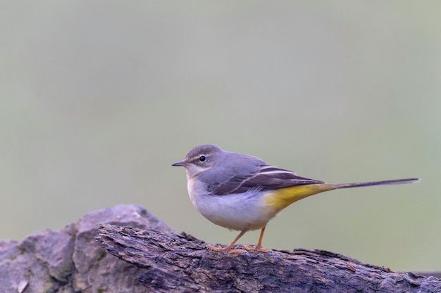 Grey wagtail (Motacilla cinerea) Malaga, Spain