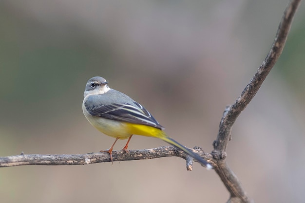 Grey wagtail (Motacilla cinerea) Malaga, Spain