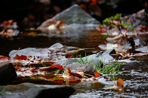 Grey wagtail searching for food among autumn leaves