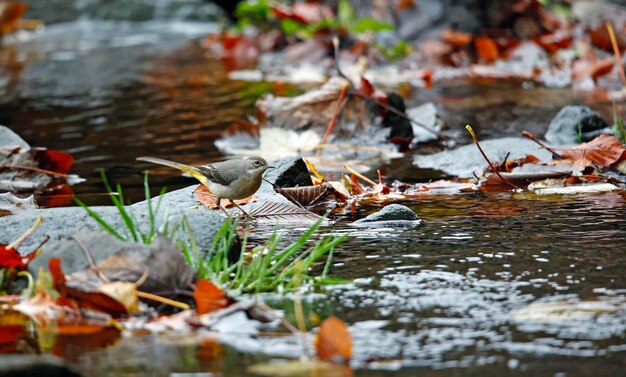 Grey wagtail searching for food among autumn leaves