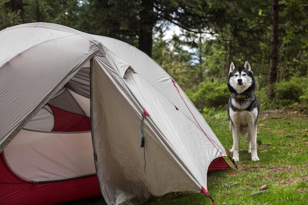 Grey and white hiking Siberian husky dog sitting in front of the camping camp in the forest