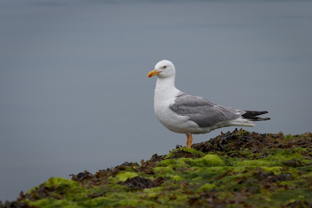 Grey and white seagull on the rocks