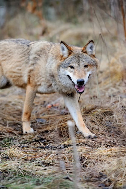 Grey wild wolf (Canis lupus) in forest