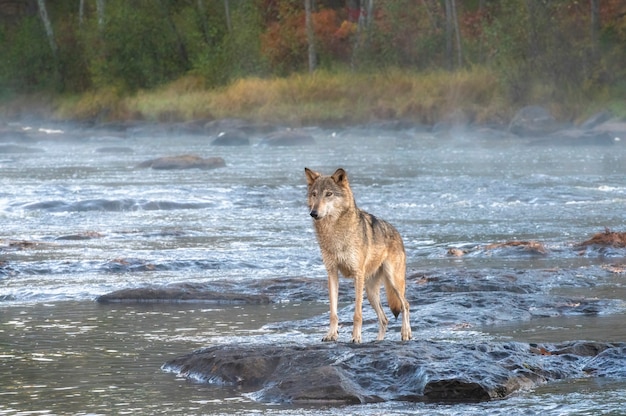 Grey Wolf Standing in a Misty River at Dawn