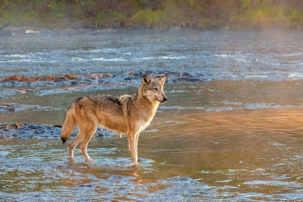 Grey Wolf standing in River in Golden Morning Light