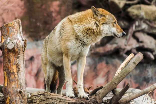 Grey wolf standing on a trunk