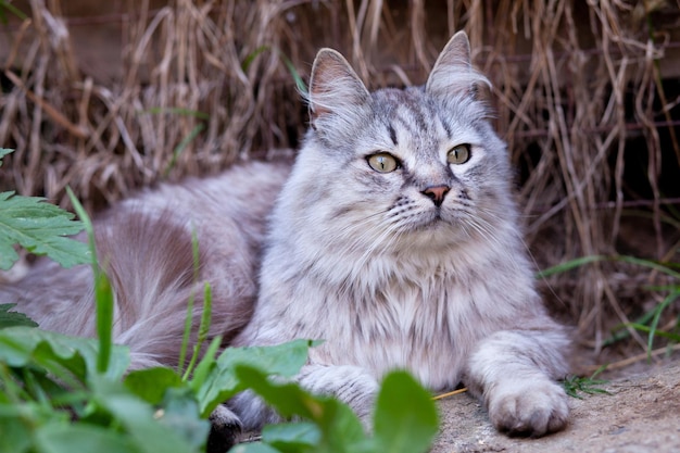 Greycolored beautiful kitty lies on the ground