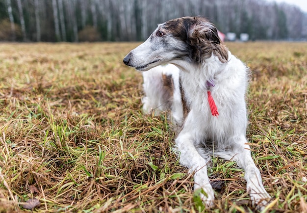 Greyhound against the background of the field in winter