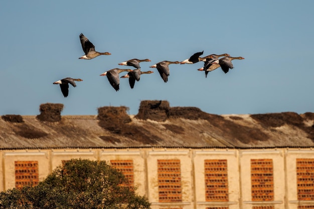 Greylag goose (Anser anser). Flock of geese in flight.