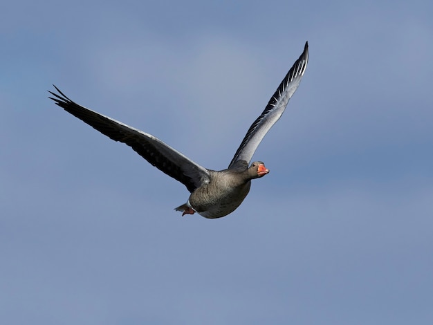 Greylag goose (Anser anser)