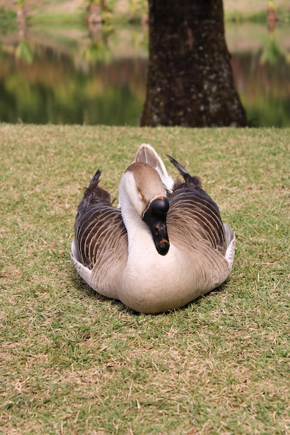 greylag goose in the grass