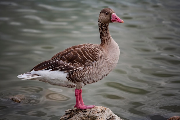 Greylag goose stands on a stone near the pond