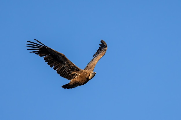 Griffon Vulture. Bird in flight.