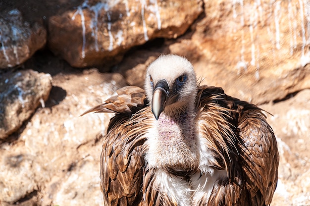 A griffon vulture close-up picture