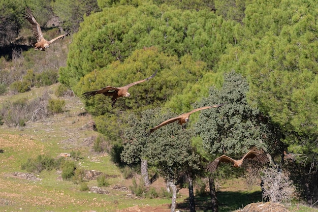 Griffon vulture or Eurasian griffon (Gyps fulvus) Malaga, Spain