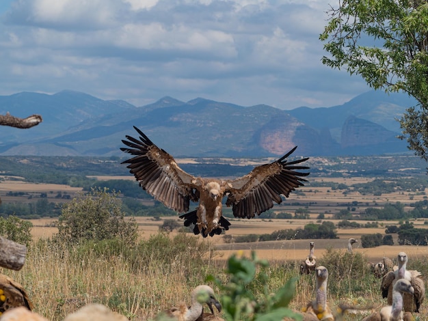 Photo griffon vulture flight and perched in the sun