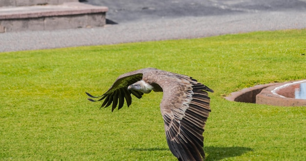 griffon vulture flying