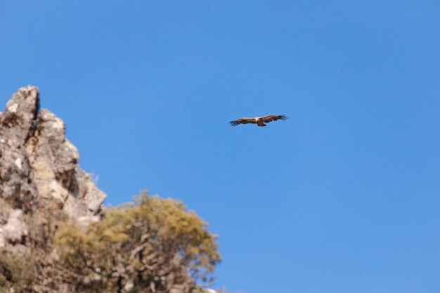 Griffon Vulture flying