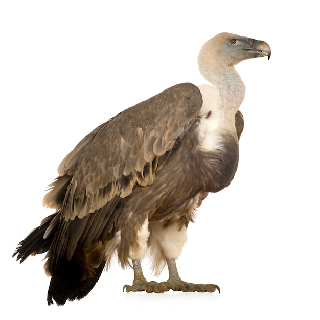 Griffon Vulture - Gyps fulvus in front on a white isolated