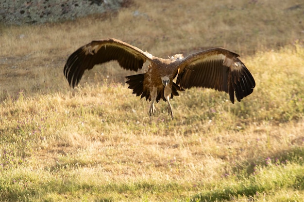 Griffon vulture landing in a Mediterranean mountain forest with the first light of a spring day