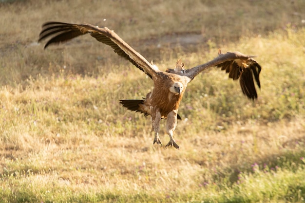 Griffon vulture landing in a Mediterranean mountain forest with the first light of a spring day