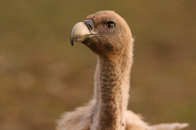 Griffon vulture portrait with the first lights of the morning