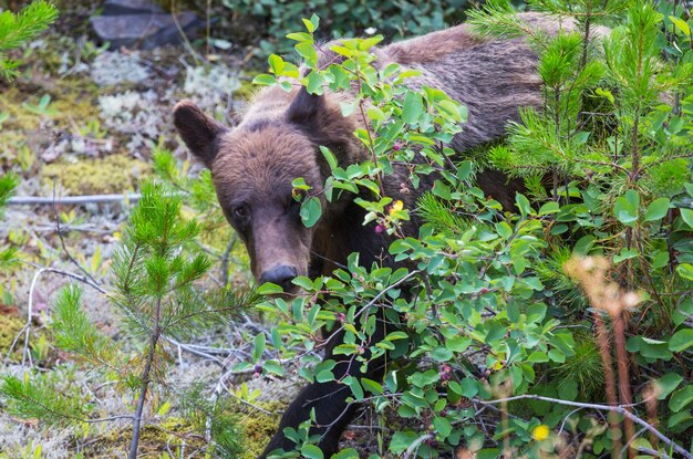 Grizzly bear in summer season