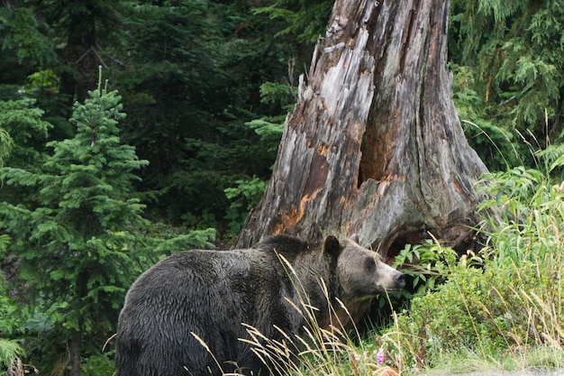 Grizzly bear in the wilderness