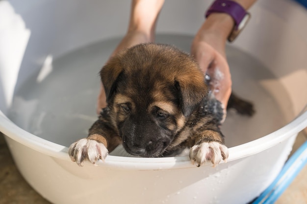 Groomer bathing shower grooming with shampoo a cute brown puppy in basin