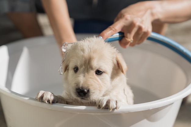 Groomer bathing shower grooming with shampoo and water a cute brown puppy in basin