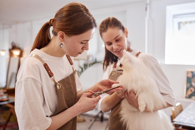 Photo groomer caring cute pomeranian dog