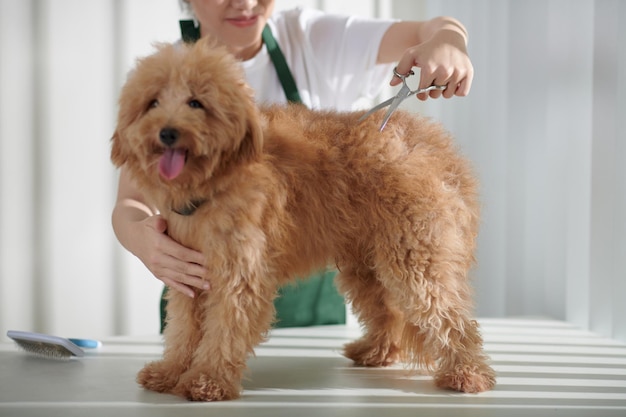 Groomer Cutting Fur of Small Dog