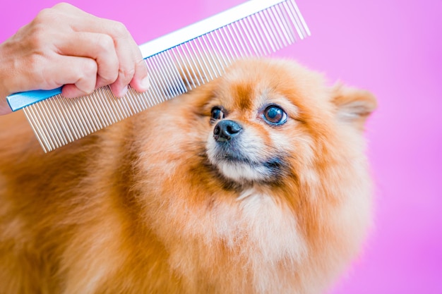 Groomer cutting pomeranian dog at grooming salon