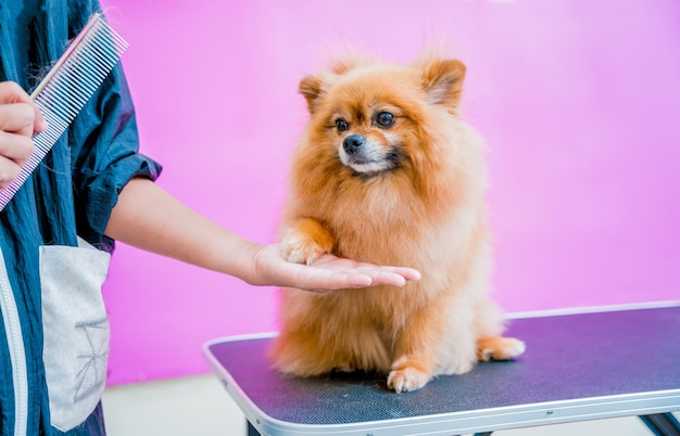 Groomer cutting pomeranian dog at grooming salon