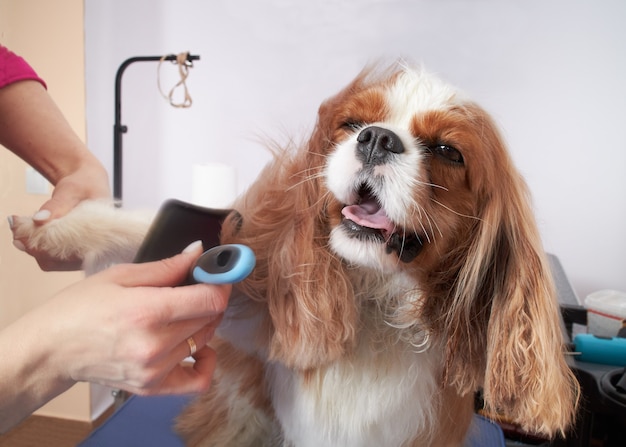 Groomer girl combs the coat of a King charles spaniel dog in an animal care salon.