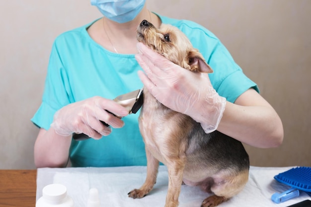 Groomer in a medical mask and gloves cut the hair on the neck of a dog with an electric clipper