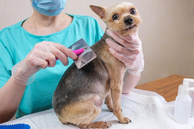 Groomer in a medical mask is combing the wool of a dog with a metal brush Care for pedigree dogs