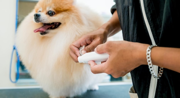 Groomer polishing claws a pomeranian dog at grooming salon