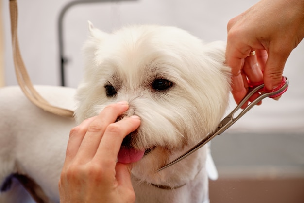 Groomer uses scissors to level the head line of a West Highland dog