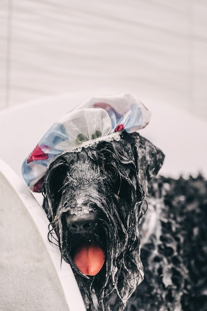 The groomer washes the dog in the bathroom high quality photo